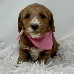 Eden's Pink Female - Apricot female Goldendoodle puppy in Great Falls, Montana from Montana Goldendoodles