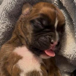 Girl 3 - Fawn female Boxer puppy in Graham, Washington from Precious Paws Boxer puppies in WA