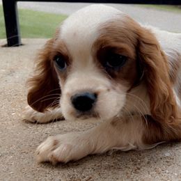 Cavalier King Charles Spaniel and Scottish Terrier Puppies from Guffey's Puppies