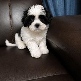 Ernie - Black and white male Shichon puppy in Ronda, North Carolina from Willow River
