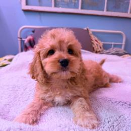 Everest with training - Red and white male Cockapoo puppy in Boonville, North Carolina from Doods & Dolls