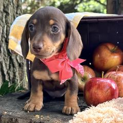 Doodle Bug      2800 - Chocolate and tan female Dachshund puppy in Hendersonville, North Carolina from Snarky Doxy Miniature Dachshunds