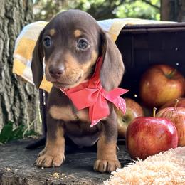 Doodle Bug      2800 - Chocolate and tan female Dachshund puppy in Hendersonville, North Carolina from Snarky Doxy Miniature Dachshunds