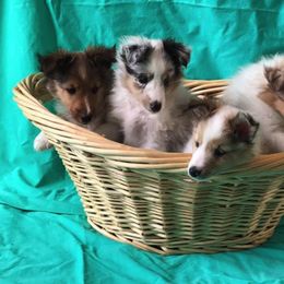 Shetland Sheepdog Puppies from Myers Horse Farms, Inc