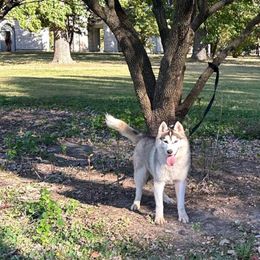 Denali - Siberian Husky