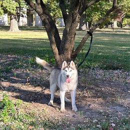 Denali - Siberian Husky