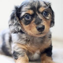 Tiramisu - Dapple female Dachshund puppy in Alto, Texas from Prima Dachshunds
