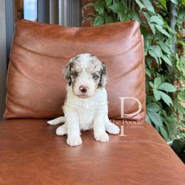 Sonora - Tri-color female Bernedoodle puppy in Tulsa, Oklahoma from The Poodle Co. Raising Doodles & Poodles