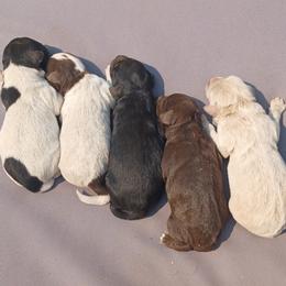 Schnoodle puppies from Rose Brook Family Farms
