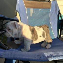 Bulldog Puppies from Argos Bully Family