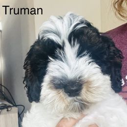 Truman - Black and chalk male Australian Labradoodle puppy in Harrisonville, Missouri from Blessed Day Doodles