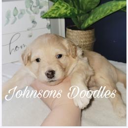 Aussiedoodle, Bernedoodle, and Goldendoodle Puppies from Johnson's Doodles