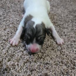 Girl 3 - White and badger female Great Pyrenees puppy in Ruthven, Iowa from Whispering Heights Ranch