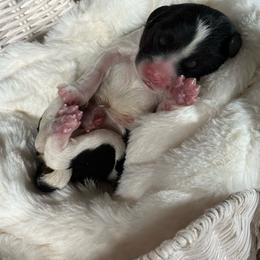 Forrest - Tri-color male Cavapoo puppy in Virginia Beach, Virginia from Son Kissed Puppy Co