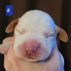 Puppy #8 - Orange roan Spinone Italiano puppy in Waller, Texas from QuietWood