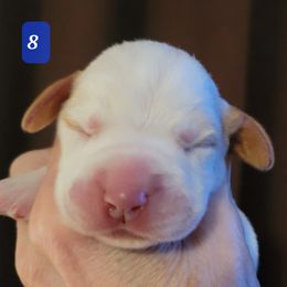 Puppy #8 - Orange roan Spinone Italiano puppy in Waller, Texas from QuietWood