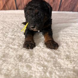 Star - Phantom female Goldendoodle puppy in Luana, Iowa from Country View Bernedoodles and Goldendoodles
