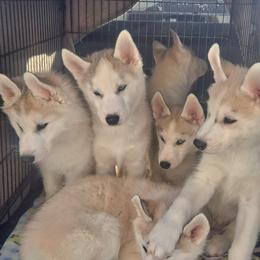 "Tag" Siberian Husky Puppies from Husky Ranch