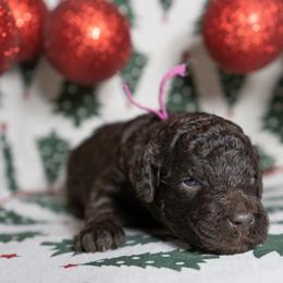 Cinder - Brown female Poodle puppy in Spring Branch, Texas from Mezzo Poodles