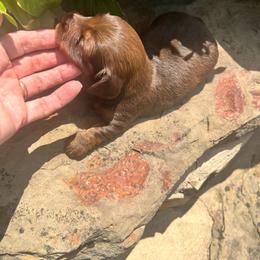 Haven - Chocolate and tan male Dachshund puppy in Carthage, Missouri from Hounds by Mishelle