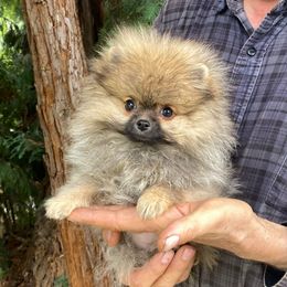 Lulu (Toy) - Orange sable female Pomeranian puppy in Citrus Heights, California from Yev and Marina's Pomeranians (AKC)