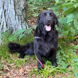 Bria - Black female Newfoundland puppy in Falmouth, Michigan from Dyer Lake Newfoundland’s