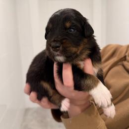 Liberty - Black tri female Miniature Australian Shepherd puppy in Hillsboro, Texas from H&J Aussies