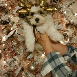 Girl 2 - White Maltipoo puppy in Tomball, Texas from Angela Hurd's Maltipoos