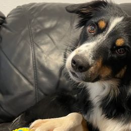 Miniature American Shepherds from Texas Enchanted Mini Aussies