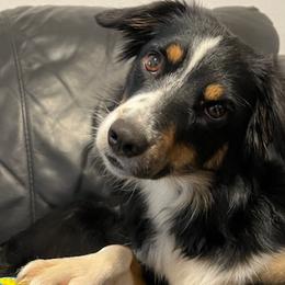 Miniature American Shepherds from Texas Enchanted Mini Aussies