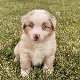 Bourbon - Red merle male Miniature American Shepherd puppy in Rockford, Illinois from Andover Aussies