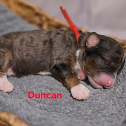 Duncan - Blue merle male Bernedoodle puppy in Summerville, South Carolina from Channys Doodles