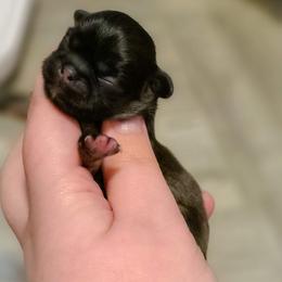 Pekingese puppies from SFLK