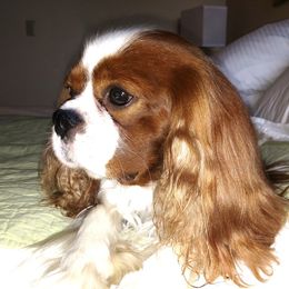 Aengus - Cavalier King Charles Spaniel