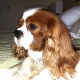 Aengus - Cavalier King Charles Spaniel