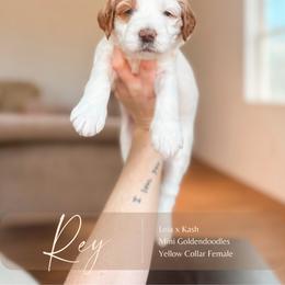 Rey - Parti female Goldendoodle puppy in Hiddenite, North Carolina from Rose and Reid Doodles