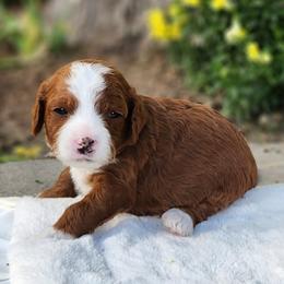 Girl 2 - female Cavapoo puppy in Highland, Utah from Angel Pups Deluxe