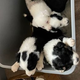 Border Collies from Bob & Donette's Border Collies