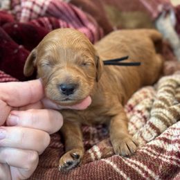 Wishbone - Red  male Goldendoodle puppy in Wharton, Texas from Little Fur Friends
