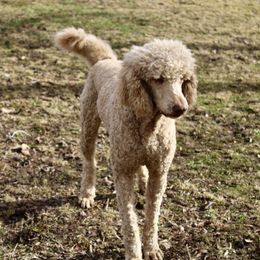 Shep - Poodle