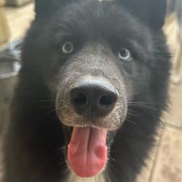 Lobo - Siberian Husky