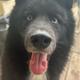 Lobo