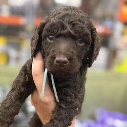 Oakley - Brown male Poodle puppy in Cleveland, Texas from Jolley Poodles