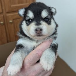 Pomsky Puppies from waxhaw pomskys
