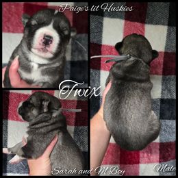 Twix - Agouti and white male Siberian Husky puppy in Bloomfield, Indiana from Paiges lil huskies