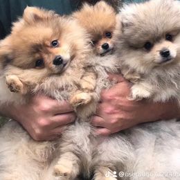 Pomeranian Puppies from Legacy Poms