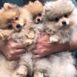 Pomeranian Puppies from Legacy Poms