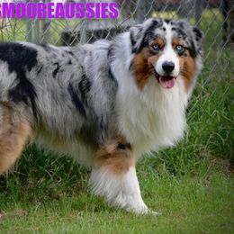 Rico - Australian Shepherd