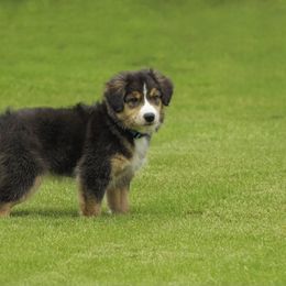 "Charlie- 3 months old" Miniature Australian Shepherd Puppies from Integrity Aussies Tx