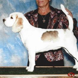 Beagle All Grown Up from HA-Penny Beagles